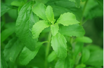 Stevia Is A Sweetener For The 21st Century, Pros & Cons, Tips