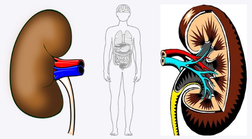 How To Become a Renal Dialysis Technologist in Pakistan? Courses, Salary, Jobs, Tips