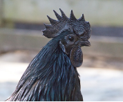 Ayam Cemani Chicken Farming Business in Pakistan, Income, Facts ...